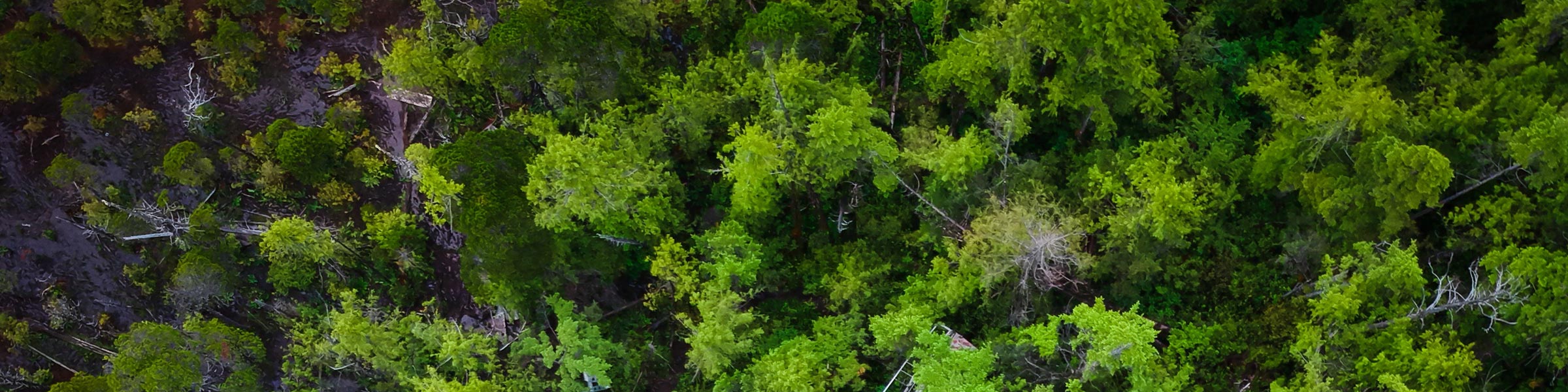 Dense forest from above